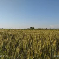 زمین کشاورزی|اجارهٔ دفتر صنعتی، کشاورزی، تجاری|اهواز, کوروش|دیوار