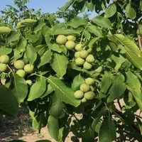 افزایش ۳ برابری محصول