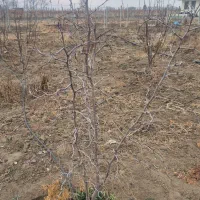 نهال بادام وگردو و عناب و میوه