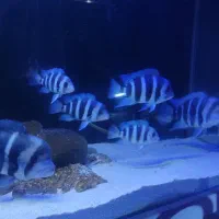 ماهی فرانتوزا (موبا،بروندی)