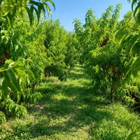 فروش زمین باغی و معاوضه