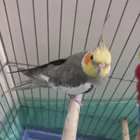 عروس هلندی سخنگو نر ۲۰کلمه حرف میزنه