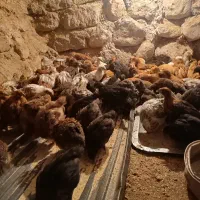 جوجه گلپایگانی 65 روزه خروس