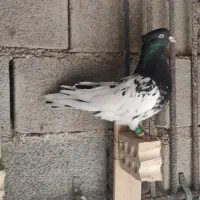 کله ای نر جلد|پرنده|شوشتر, |دیوار