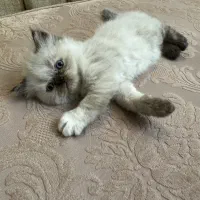 بچه گربه هیمالین (بلو پوینت) و پرشین سوپر فلت