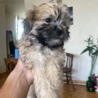 توله سگ شیتزو تریر  واگذاری آگهی کامل بخونید