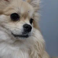 سگ پامر اشپیتز