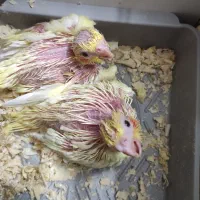جوجه عروس هلندی
