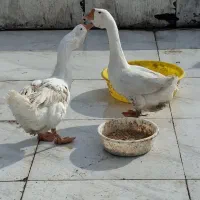 دو عدد قو غاز نر لیندا اصیل|حیوانات مزرعه|آمل, |دیوار