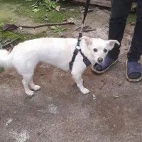 سگ به اسم ناتو