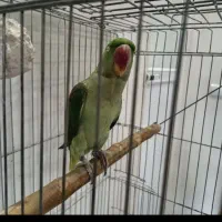 شاه طوطی