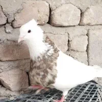 طوقی|پرنده|گنبکی, |دیوار