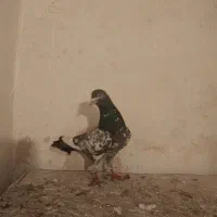 کبوتر پاکستانی