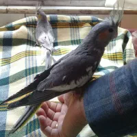 پرنده خانگی