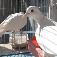 پرنده زینتی