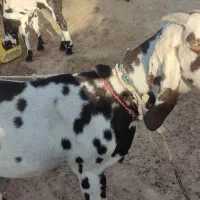 دو عدد بز اصل دار پنجاب|حیوانات مزرعه|چابهار, |دیوار