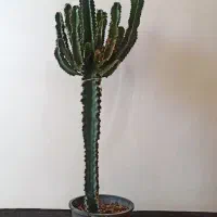 کاکتوس