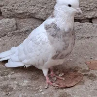 طوقی درجه یک|پرنده|کبودرآهنگ, |دیوار