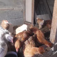 فروش تعدادی جوجه محلی وکاکلی