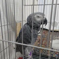 کاسکو