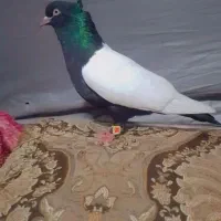 ماده سینه ای