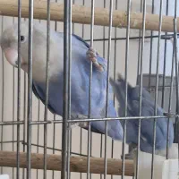 طوطی برزیلی مولد مارال