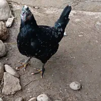 مرغ گلین لری|حیوانات مزرعه|طاهرگوراب, |دیوار