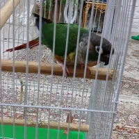 گیرینچیک ماده سخنگو