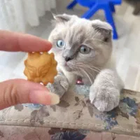 اسکاتیش ماده ۱۱ ماهه|گربه|نوشهر, |دیوار