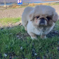 سگ پکینیز امپریال نر جهت کشش