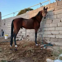 اسب نریون شجره دار|اسب و تجهیزات اسب‌سواری|سیرجان, |دیوار