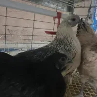 خروس و مرغ ایام سمانی و لاکندزی و قفس|حیوانات مزرعه|سبزوار, ولیعصر (نجار آباد)|دیوار