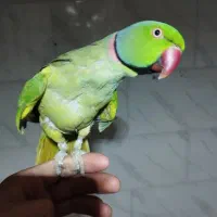 پرنده طوطی ملنگو|پرنده|شیراز, کرونی(خاتونک)|دیوار