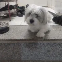 سگ نر
