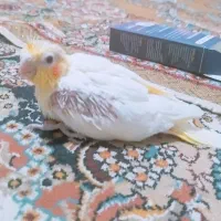 جوجه عروس هلندی لوتینو|پرنده|کرباسک, |دیوار