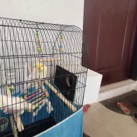 عروس هلندی|پرنده|قم, باغ کرباسی|دیوار