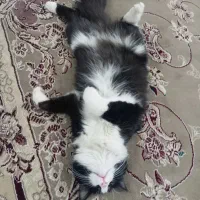 گربه ملوس نژاد تاکسیدو|گربه|حمیدیا, |دیوار