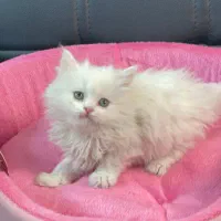 بچه. گربه. نژادار تخفیف دار مناسب کادوو|گربه|تهران, مرزداران|دیوار