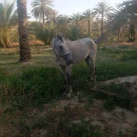 اسب|اسب و تجهیزات اسبسواری|جیرفت, |دیوار