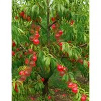 نــهــال بــادام ویژه بازار فروش تضمینی|خدمات باغبانی و درختکاری|کامیاران, |دیوار