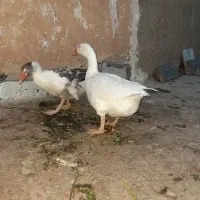 غاز|حیوانات مزرعه|پاکدشت, پاکدشت (مامازند)|دیوار
