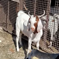 تروشت|حیوانات مزرعه|ایرانشهر, |دیوار