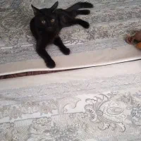 واگذاری گربه