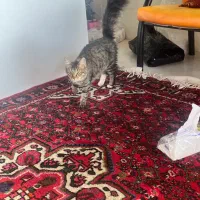 واگذاری گربه