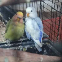 طوطی برزیلی