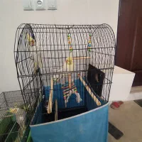 عروس هلندی|پرنده|قم, باغ کرباسی|دیوار