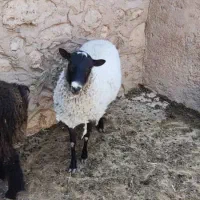 بره رومانوف|حیوانات مزرعه|شیراز, شهرک مهدی‌آباد|دیوار