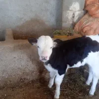 یک عدد گاو و گوساله سمینتال|حیوانات مزرعه|بجنورد, |دیوار