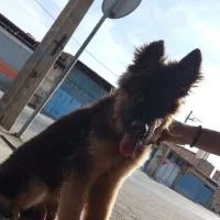 سگ ژرمن شپرد موبلند شولاین|سگ|کاشان, قطب راوندی|دیوار