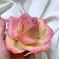 گیفت|صنایع دستی و سایر لوازم تزئینی|کرج, فاز ۱ مهرشهر|دیوار
